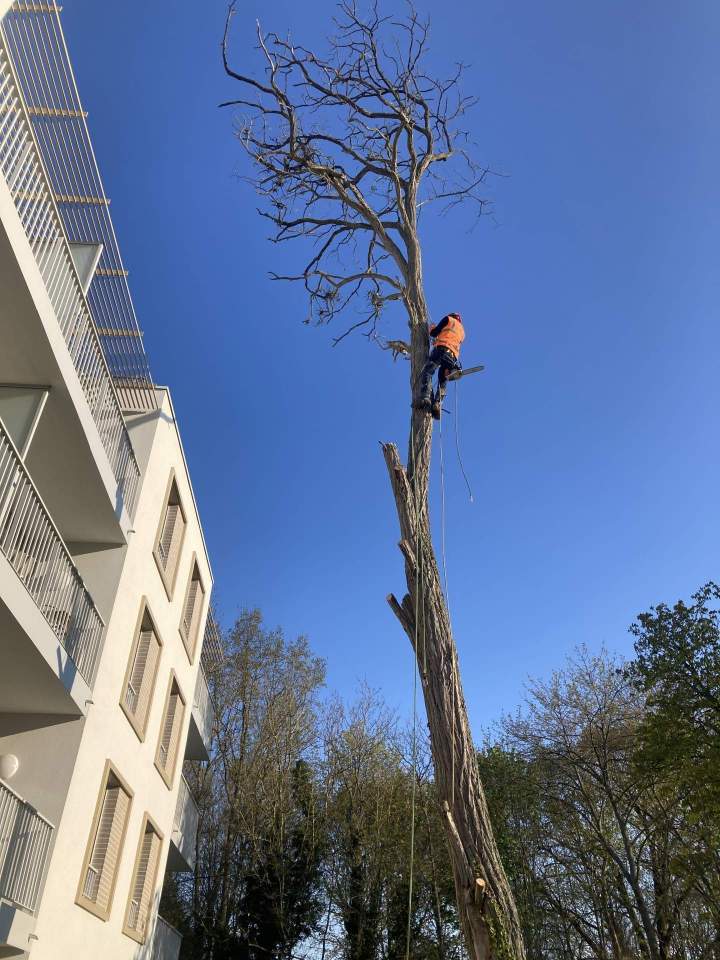 Abattage d'arbres Lésigny