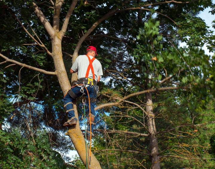 Intervention sécurisée pour la taille et la coupe d'arbres